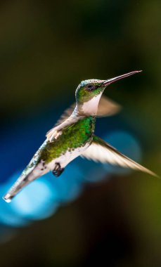 Renkli tüylerle uçan sinekkuşu.
