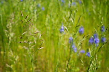 Yeşil çimenler ve mavi kır çiçekleri büyüyor