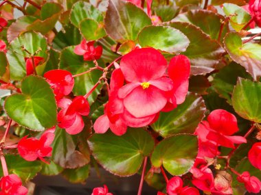 Yeşil yaprakların arasında açan canlı kırmızı çiçekler.