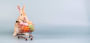 Tavşan alışveriş arabasında içi şekerle dolu.