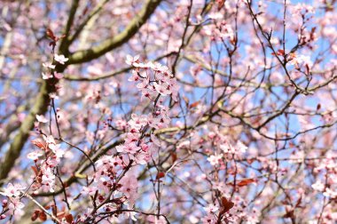 Açık havada pembe çiçeklerle kaplı kiraz ağaçları..