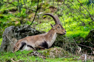 Keçi yeşil çimlerde dinleniyor
