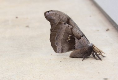 Beton yüzeyde dinlenen büyük kahverengi güve.