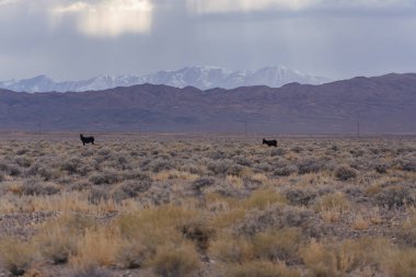 Geniş arazide otlayan iki at.
