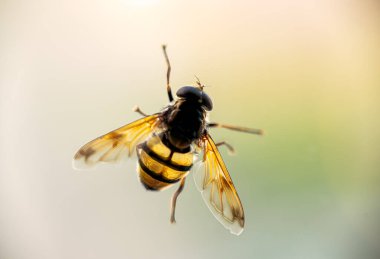 Güneş ışığında uçan arıya yakın çekim