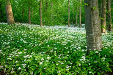 Beyaz çiçeklerle dolu yemyeşil orman