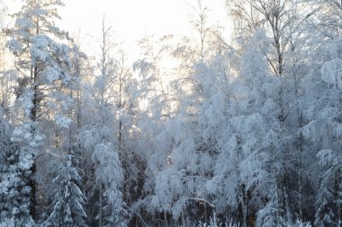 Beyaz karla kaplı buz gibi ağaçlar.