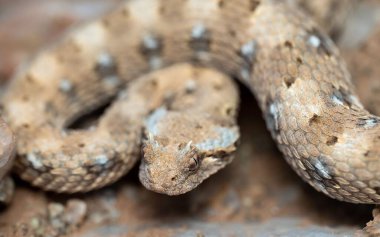 Sarmalanmış çöl yılanının yakın görüntüsü