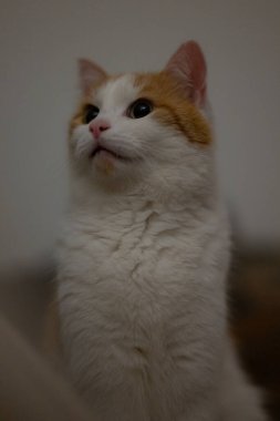 Kabarık beyaz kedi merakla yukarı bakıyor