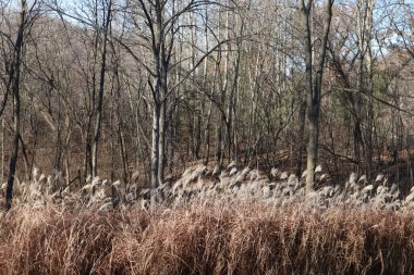 Çevrede çıplak ağaçlar ve kuru otlar