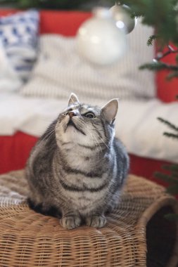 Kedi asılmış süse bakıyor.