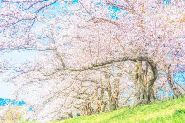 Bahar parkında çiçek açan kiraz ağaçları.