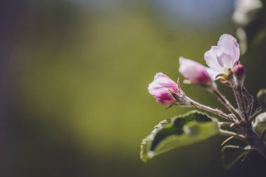 Ağaçta açan narin pembe çiçekler.