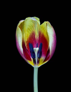 Siyah arka planda canlı lale çiçeği