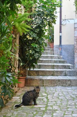 Bitkilerle çevrili taş basamaklarda oturan kedi.