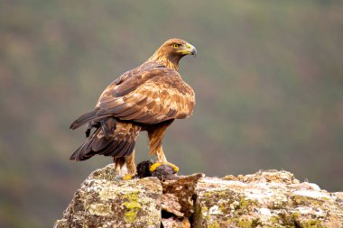 Altın kartal kayalık yüzeyde tünemiş.