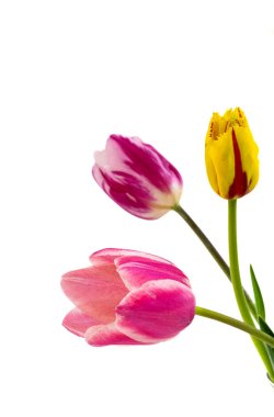 Beyaz arkaplanda üç renkli lale var.