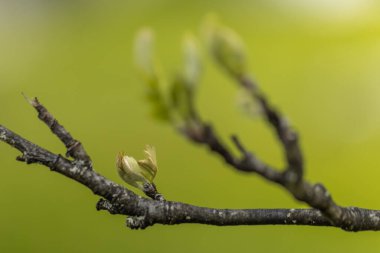 Tomurcuklanan yaprakları olan bir dalın yakın plan resmi.
