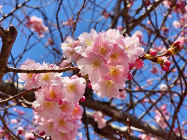 Güzel botanik çekimi, doğal arka plan, kiraz çiçekleri.