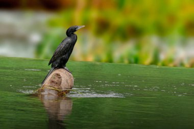 Kara kuş suyun içinde duruyor.