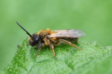 Yaprağın üzerinde dinlenen arıyı gösteren yakın plan