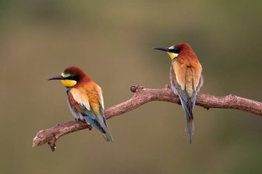 Dala konmuş iki renkli kuş