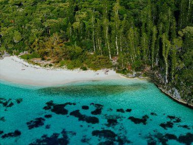 Tropik sahil ve ormanın havadan görünüşü