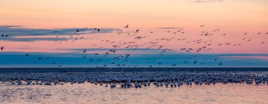 Günbatımında Atlantik Okyanusu kıyısında bir kuş sürüsü. Quebec, Kanada.