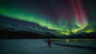 Koyu yeşil ve mavi Aurora Borealis. Yıldızlı, siluetli ağaçların üzerinde.