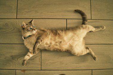 Kuyruğu kıvrılmış, tahta bir zeminde yatan bir kedi. Kedi tasma takıyor ve rahatlamış.