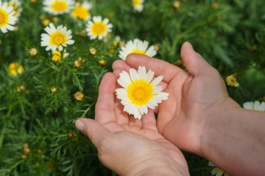 Sarı çiçekleri tutan eller