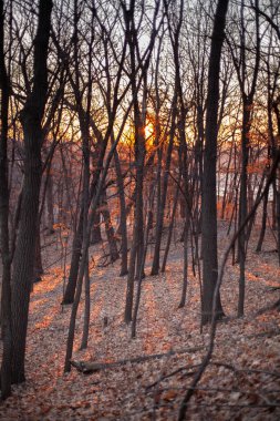 Gün batımında çıplak ağaçlarla manzaralı orman manzarası.
