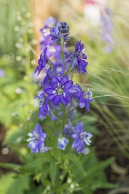 Çiçekler yemyeşil bir bahçede büyüyor..