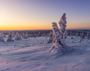 Kış manzarasında gün batımında karla kaplı ağaçlar.