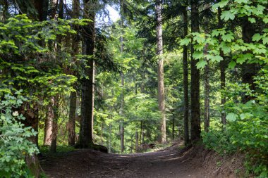 Uzun ağaçlarla dolu sık bir ormana giden yol..