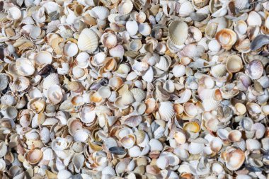 Çeşitli deniz kabukları kumlu yüzeye saçılmış.