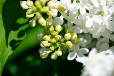 Kokulu beyaz şırınga çiçekleri, koyu mavi ve yeşil bir bokeh zemin üzerinde ışıl ışıl açar..