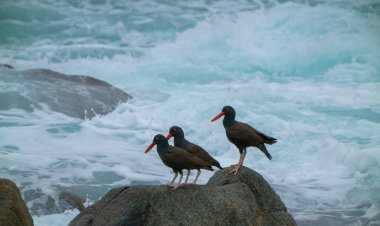 Üç siyah kuş okyanus dalgalarının yanında bir kayanın üzerinde duruyor.