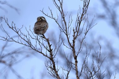 Mavi gökyüzüne karşı ince ağaç dallarına tünemiş küçük kuş.