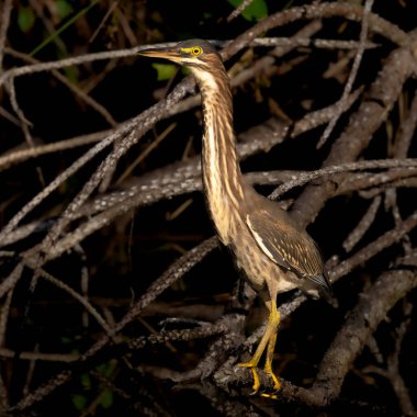 Gece karanlığında dalların üzerinde duran kuş..