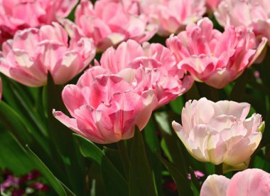 Canlı bir çiçek bahçesinde açan pembe laleler..