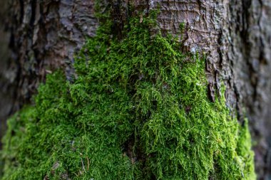 Ağaç gövdesinde büyüyen yeşil yosunların yakın çekimi.