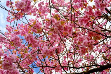 Ağaçta açan pembe kiraz çiçekleri.