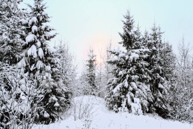 Karla kaplı çam ağaçları kış orman