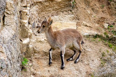 Kayalık arazide duran genç keçi