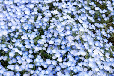 Küçük mavi çiçeklerin açtığı tarla