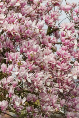 Manolya çiçekli dallar, çiçekler açar. 