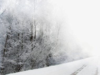 beyaz kış manzarası bir yol ve kar kaplı ağaçlar, Letonya