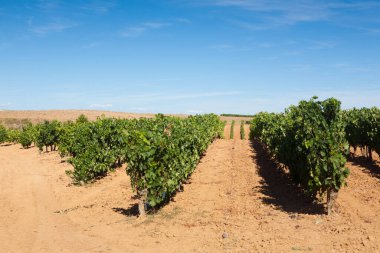 İspanya 'nın Duero bölgesinden üzüm bağları manzarası. Tarım İspanyolcası Panoraması