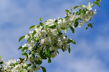 Beyaz çiçekli ağaç, ilkbaharda şeftali çiçekleri 
